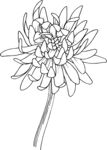 白描植物           