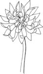 白描植物           