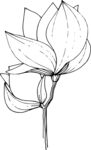 白描植物           