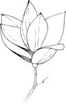 白描植物           