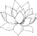 白描植物           