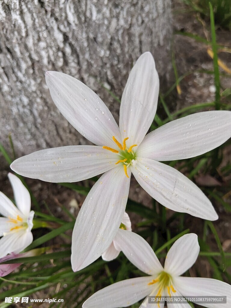 水仙花