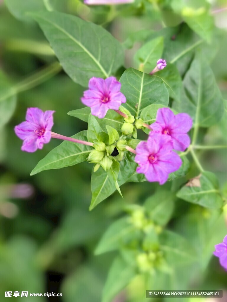 紫茉莉   