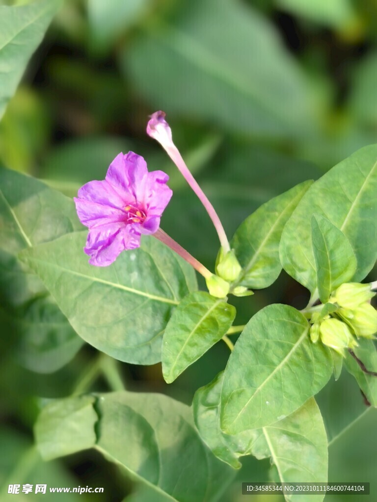 紫茉莉  