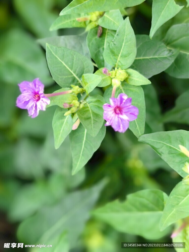 紫茉莉