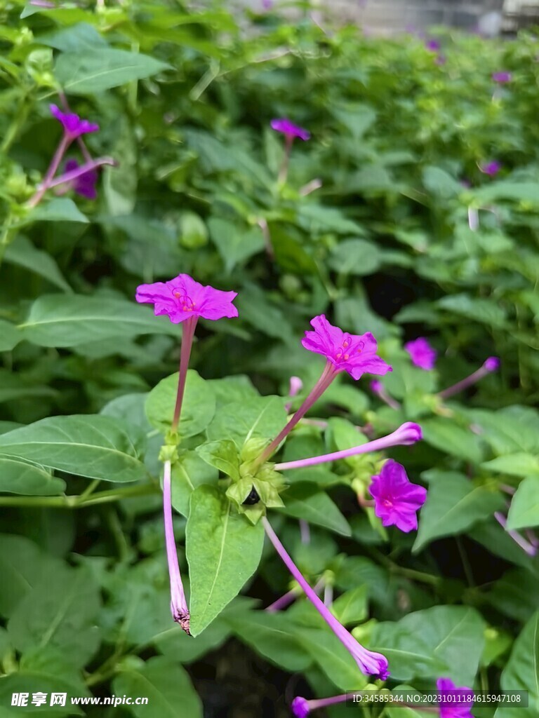 紫茉莉 