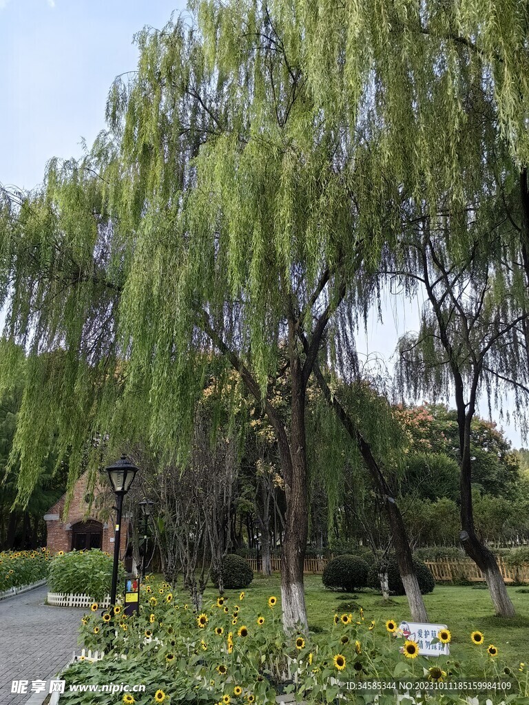 柳树  