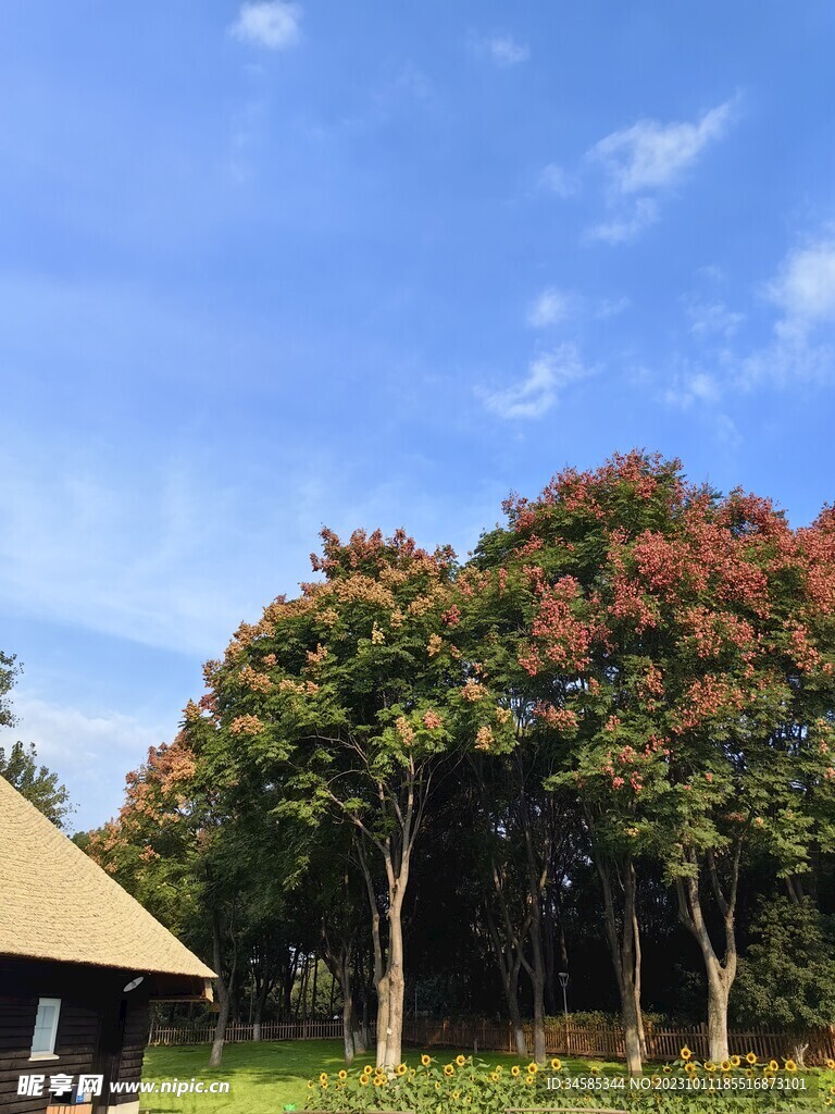 栾树