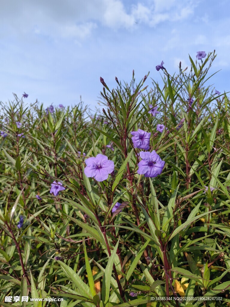 蓝花草 