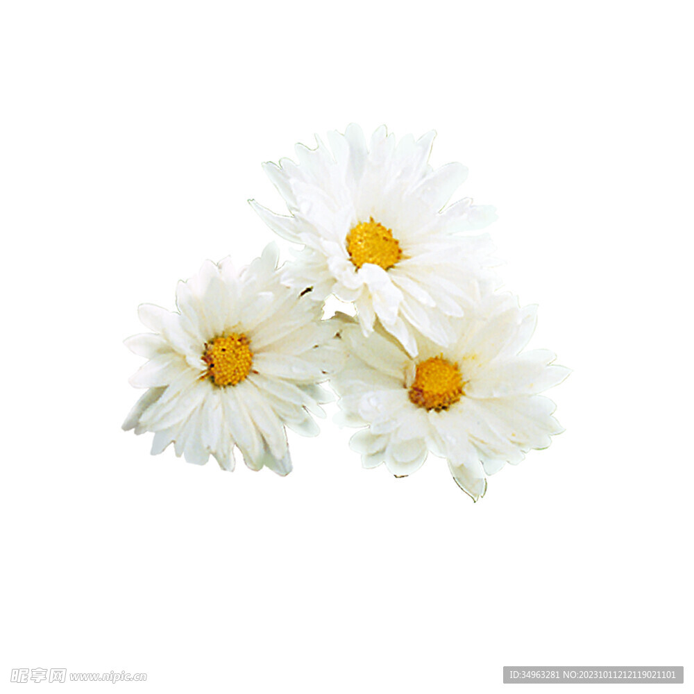 白菊花