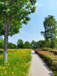 公园花海小路