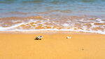 山东威海东浦湾沙滩大海牡蛎壳