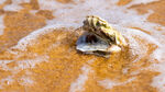 山东威海东浦湾沙滩海浪牡蛎壳
