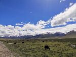 西藏野牦牛
