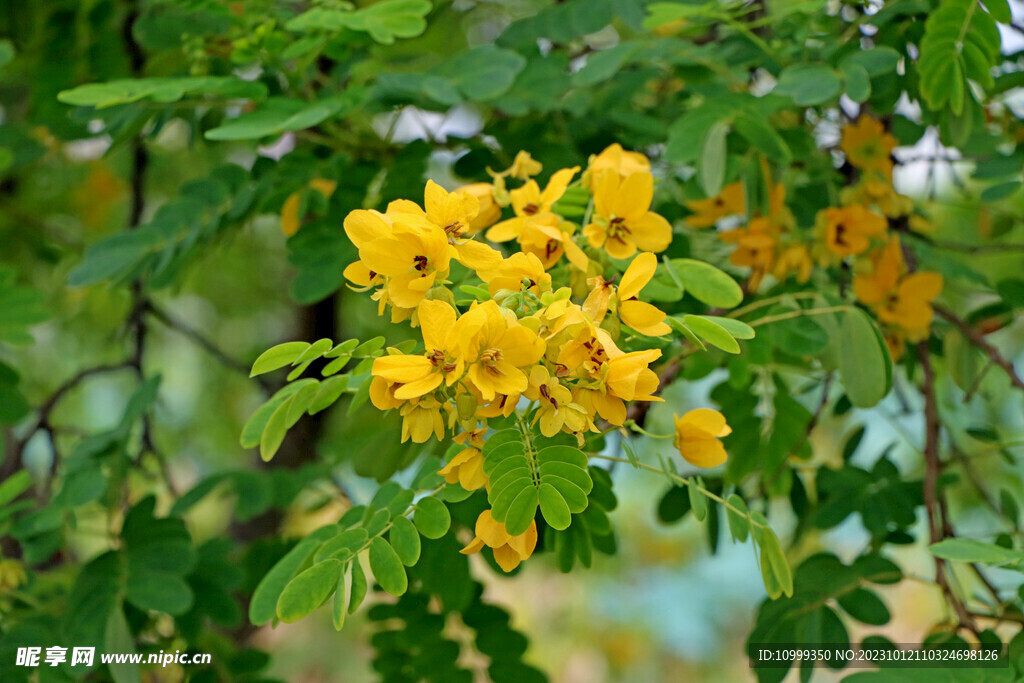 黄槐决明花