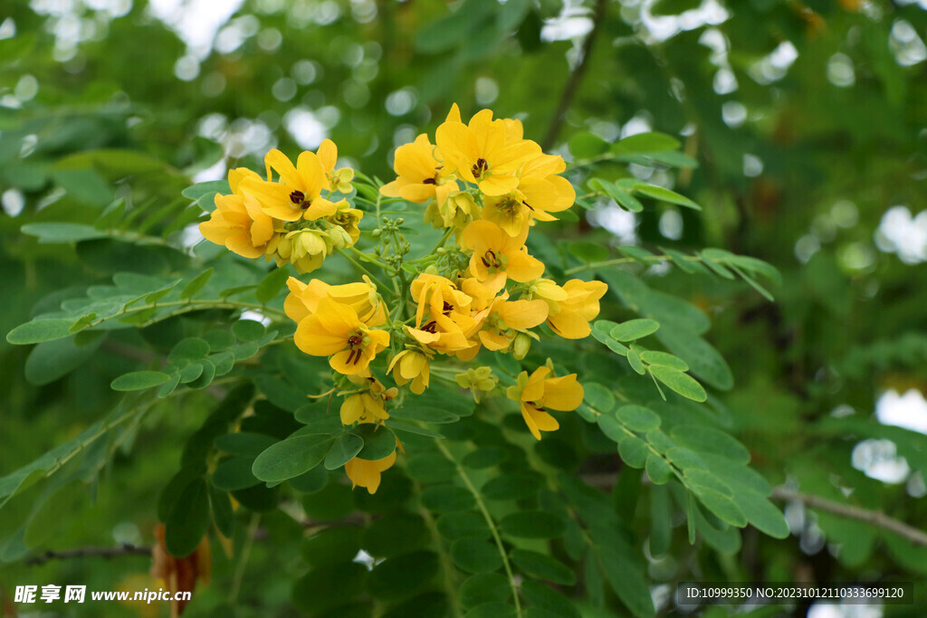 黄槐决明花