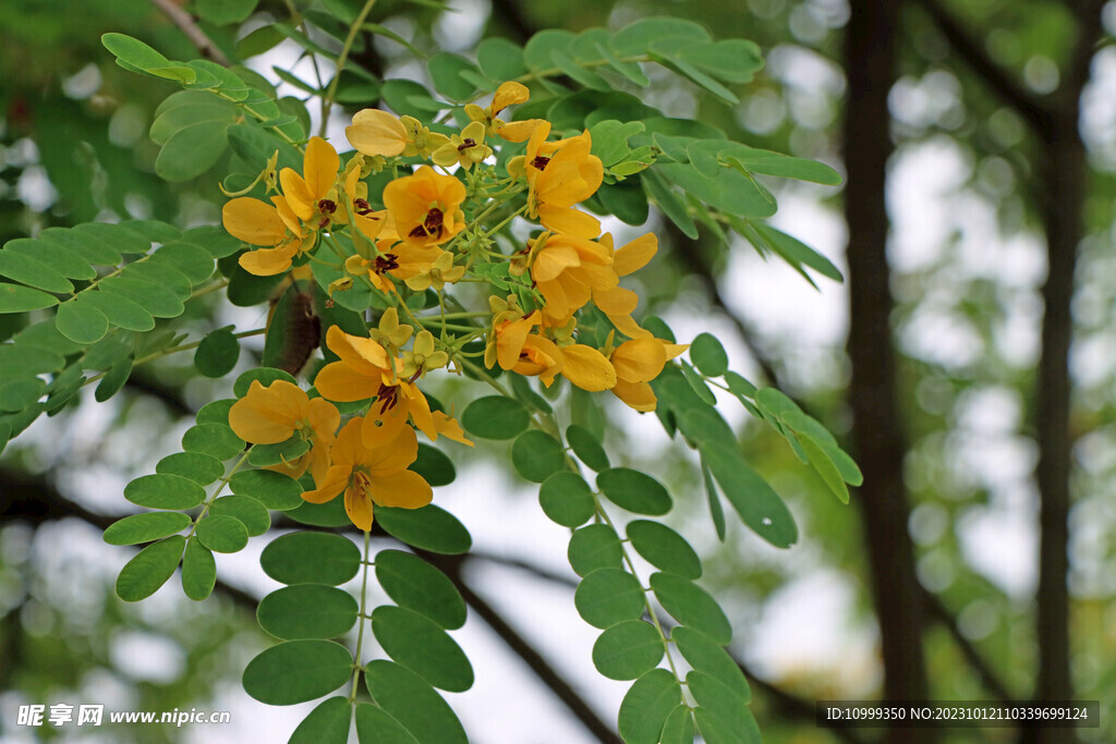 黄槐决明花