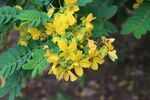 黄槐决明花