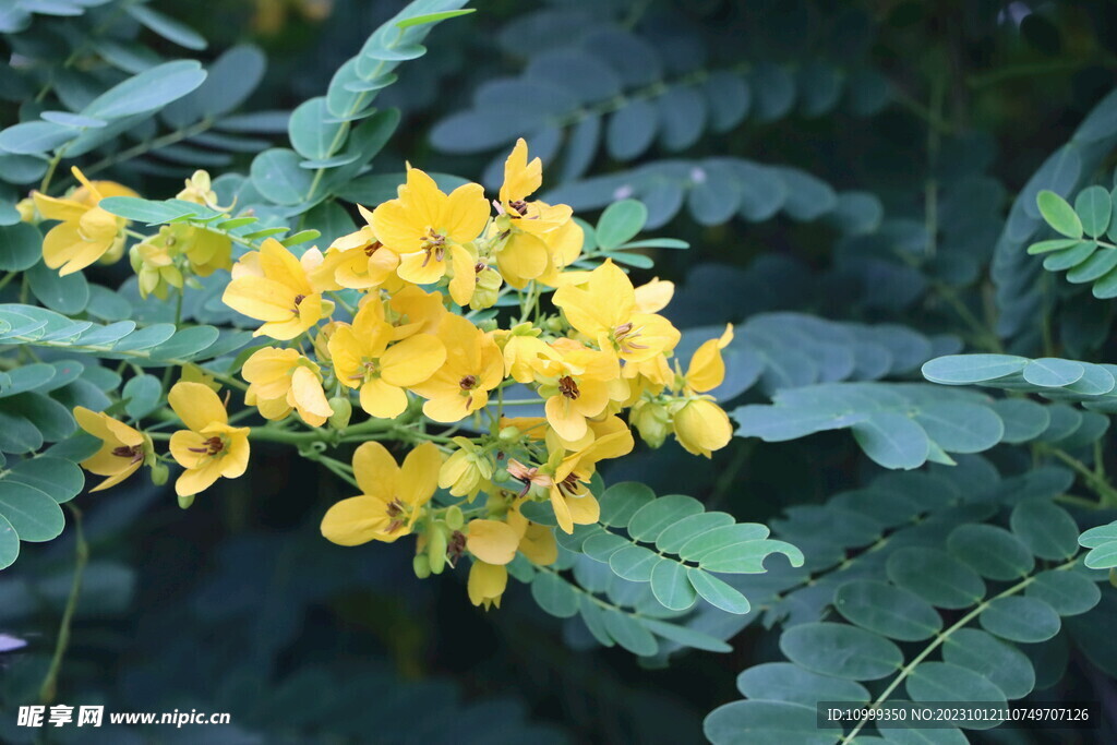 黄槐决明花