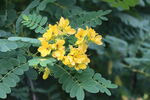 黄槐决明花