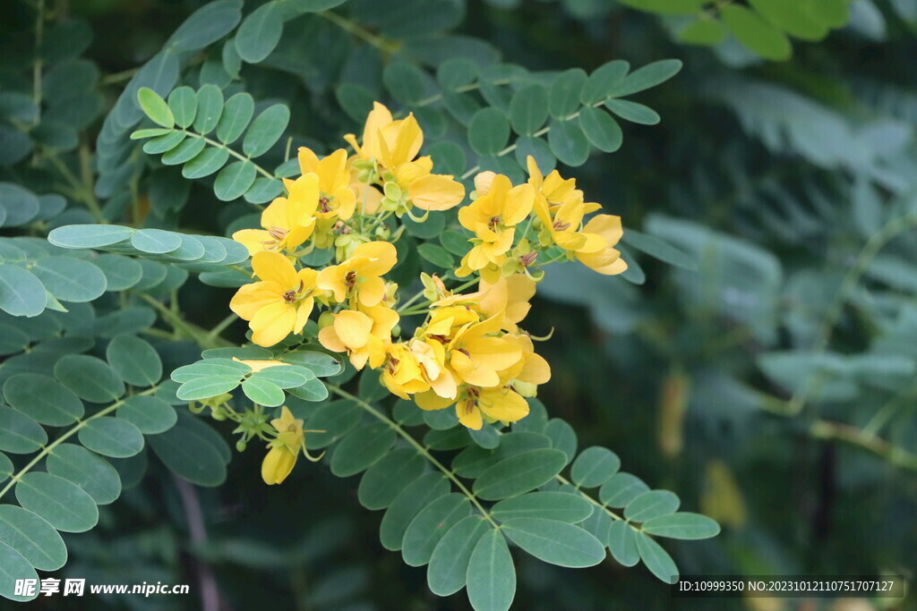 黄槐决明花