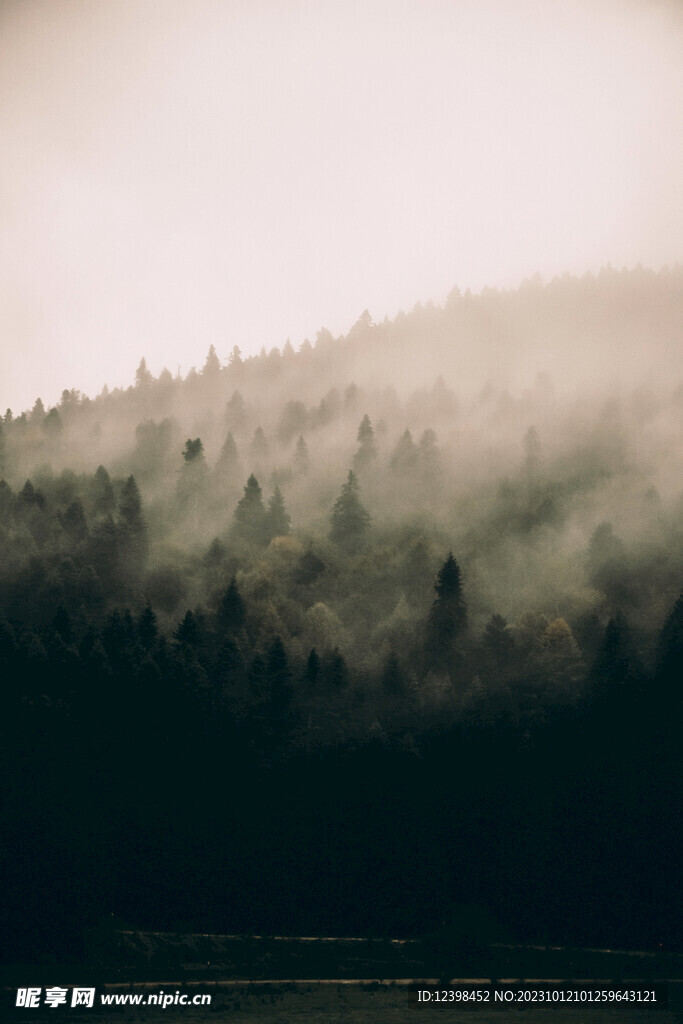 迷雾山林