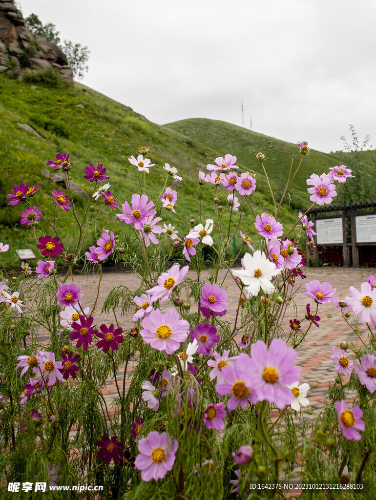 草原格桑花