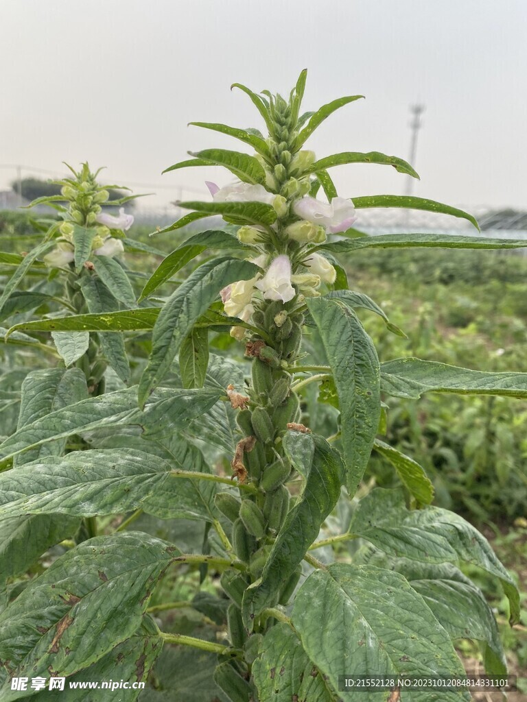 芝麻