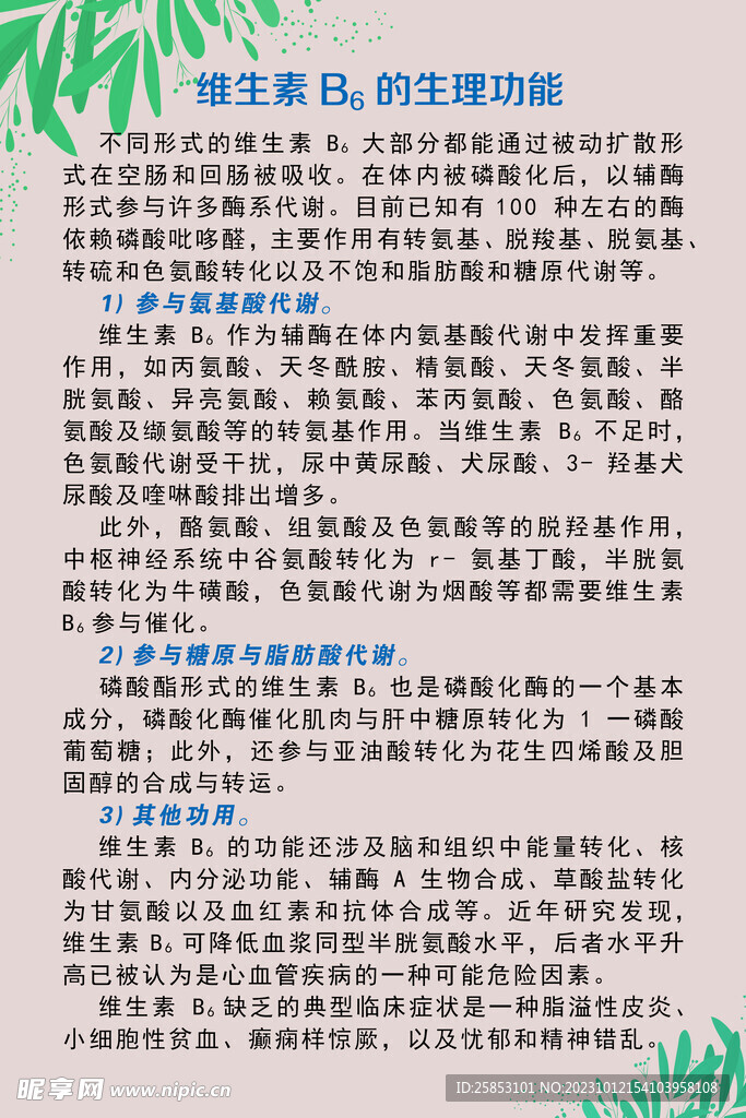 维生素B6的生理功能