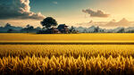 金色的稻田，背景是天空