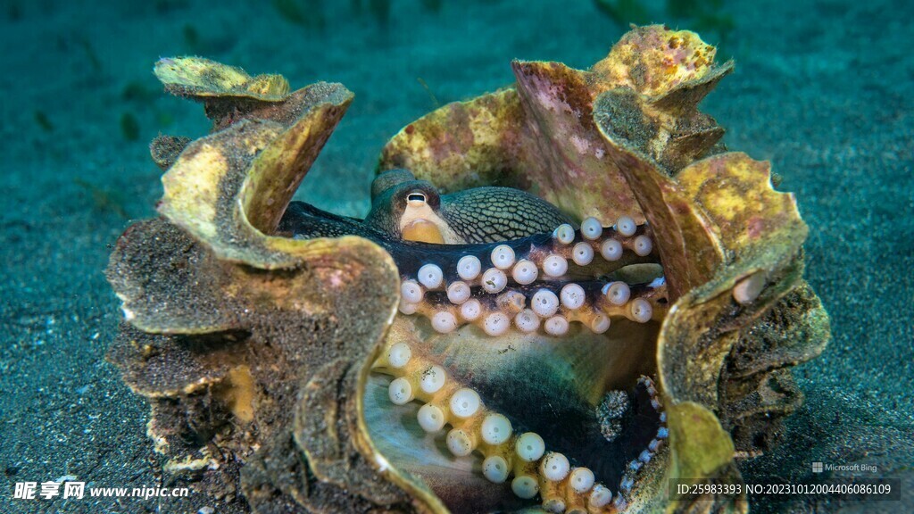 海洋生物