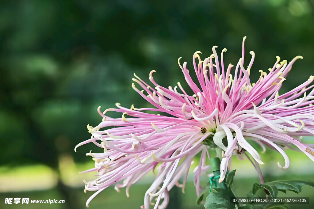 菊花