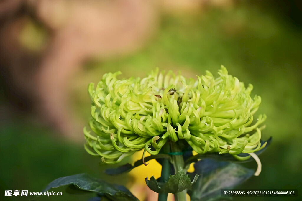 菊花