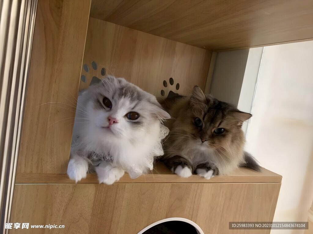 猫