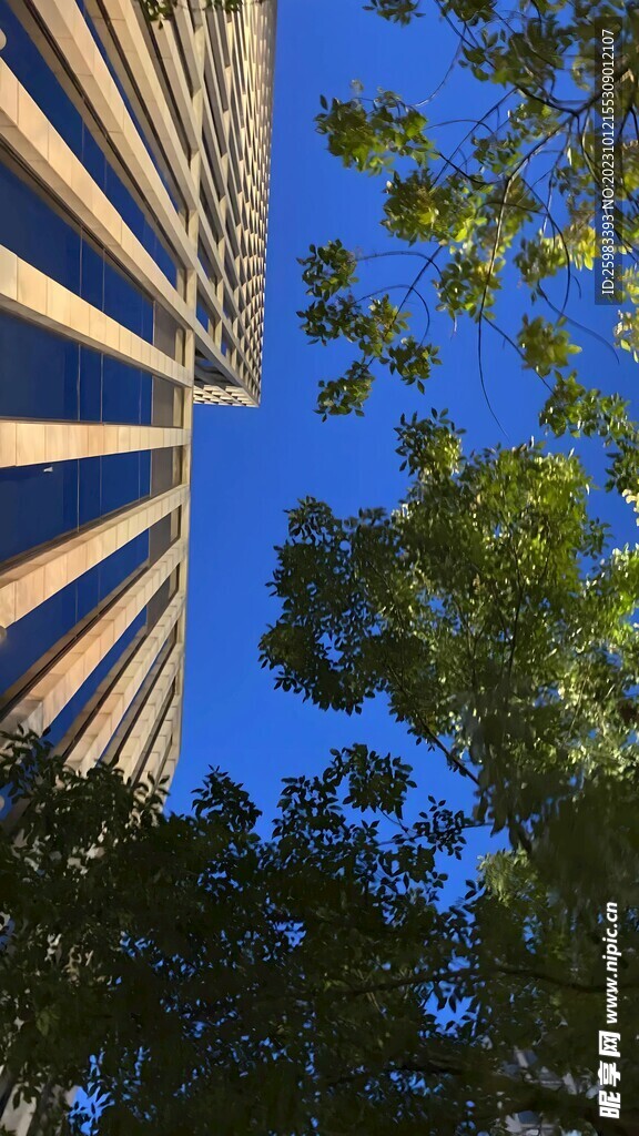 学校的树