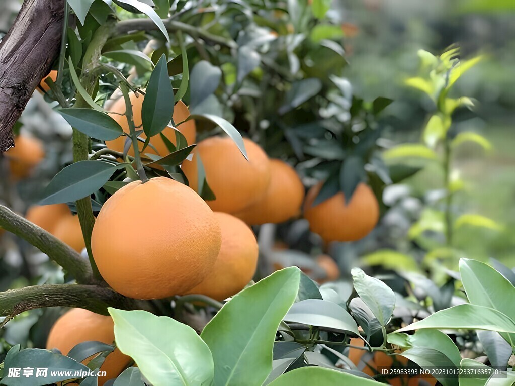 柑橘栽培
