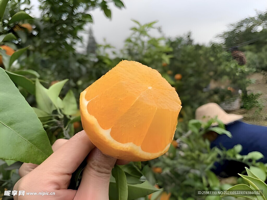 橙子