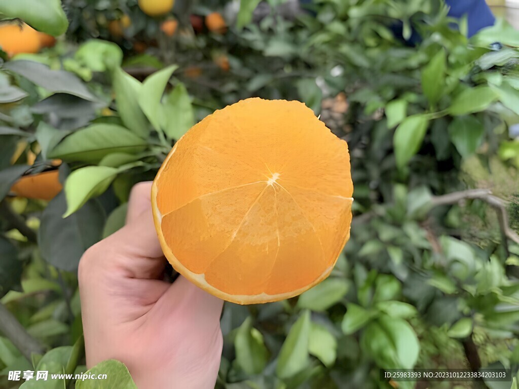 橙子