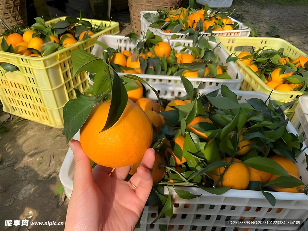 柑橘栽培