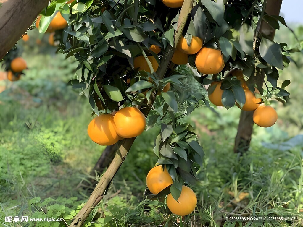 柑橘栽培