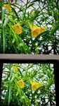 黄花夹竹桃