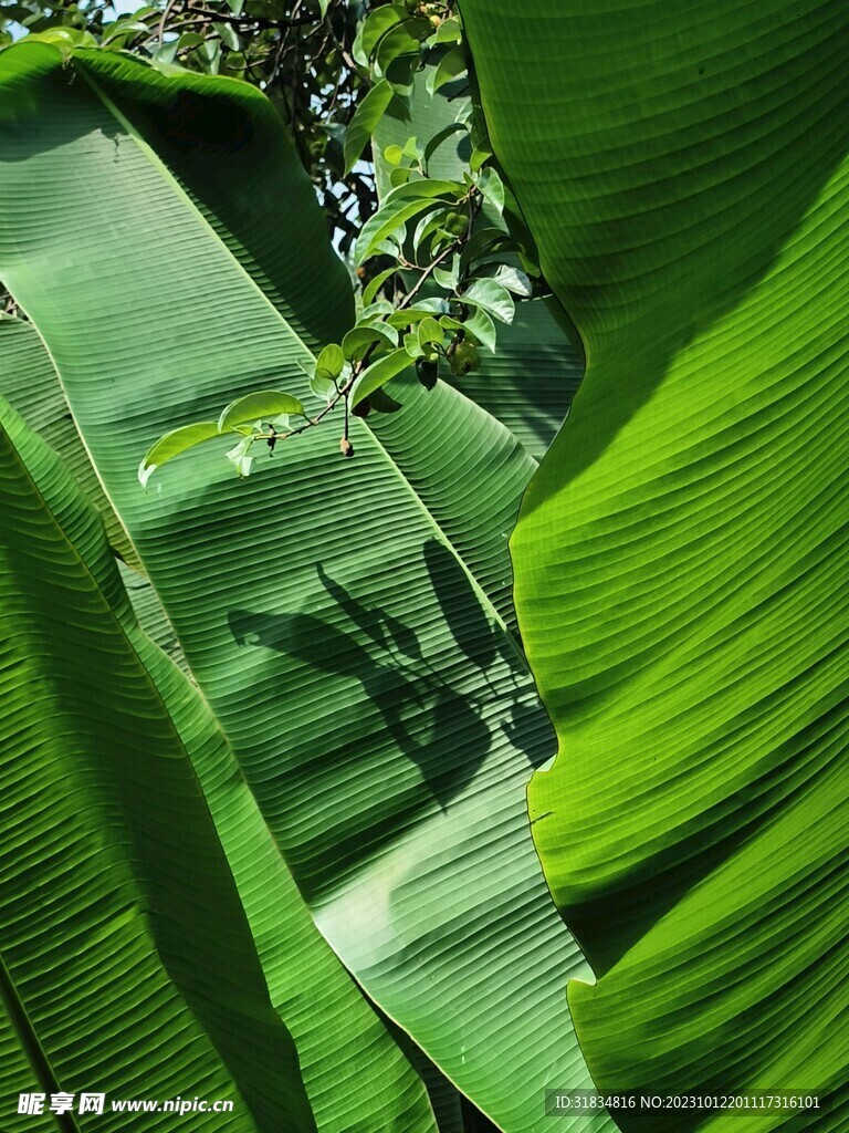 芭蕉