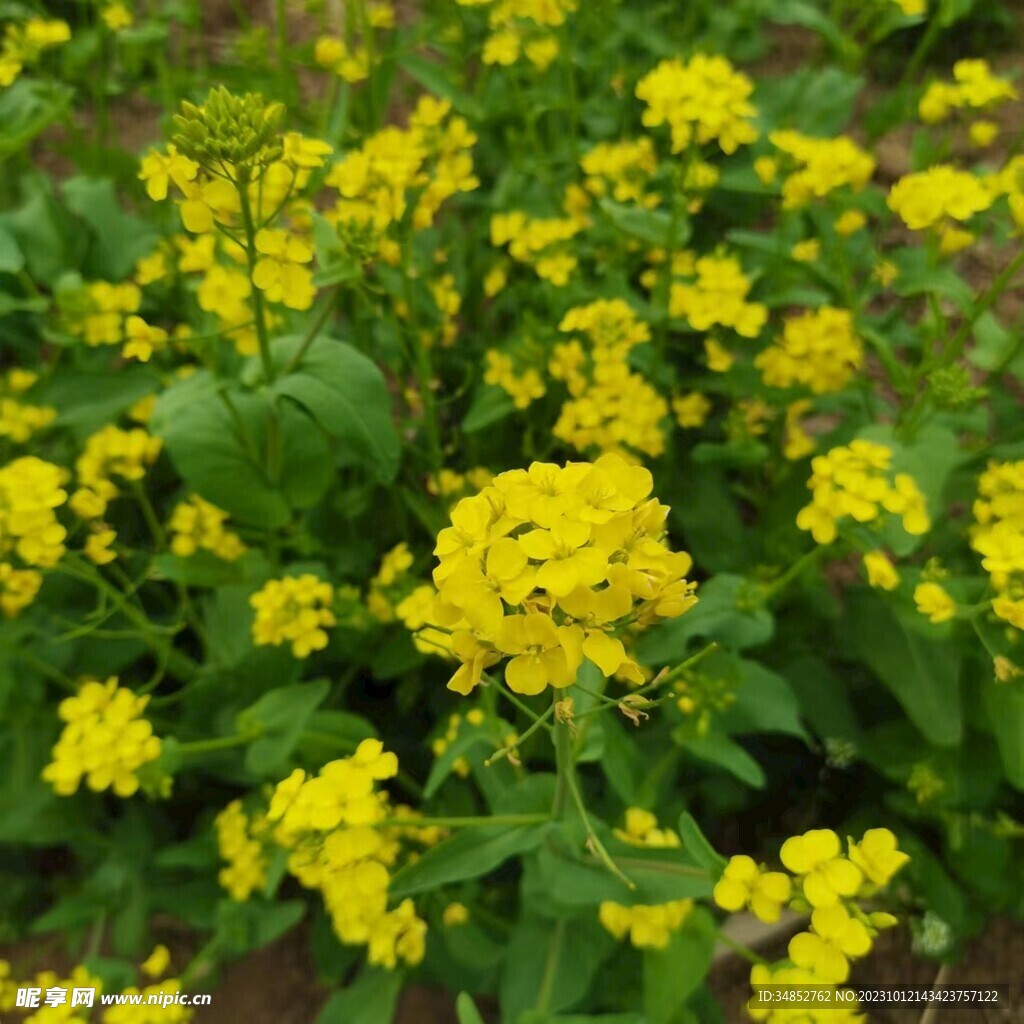 油菜花