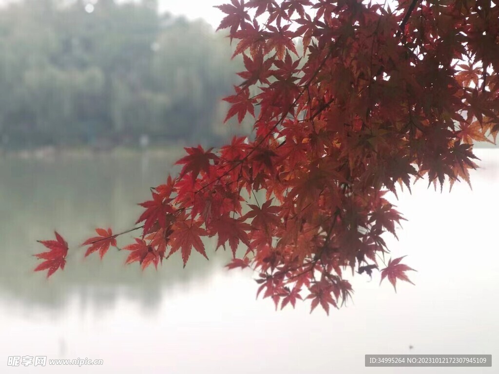 枫叶