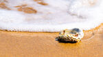 山东威海东浦湾沙滩牡蛎壳
