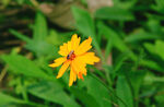 菊