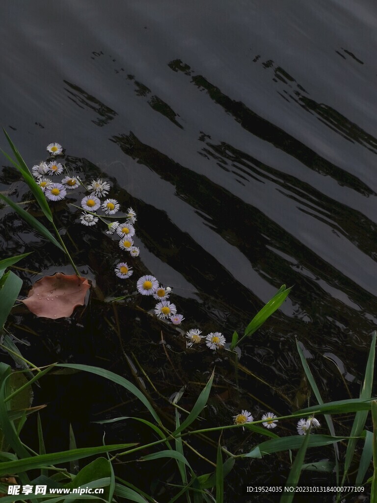 水边花朵