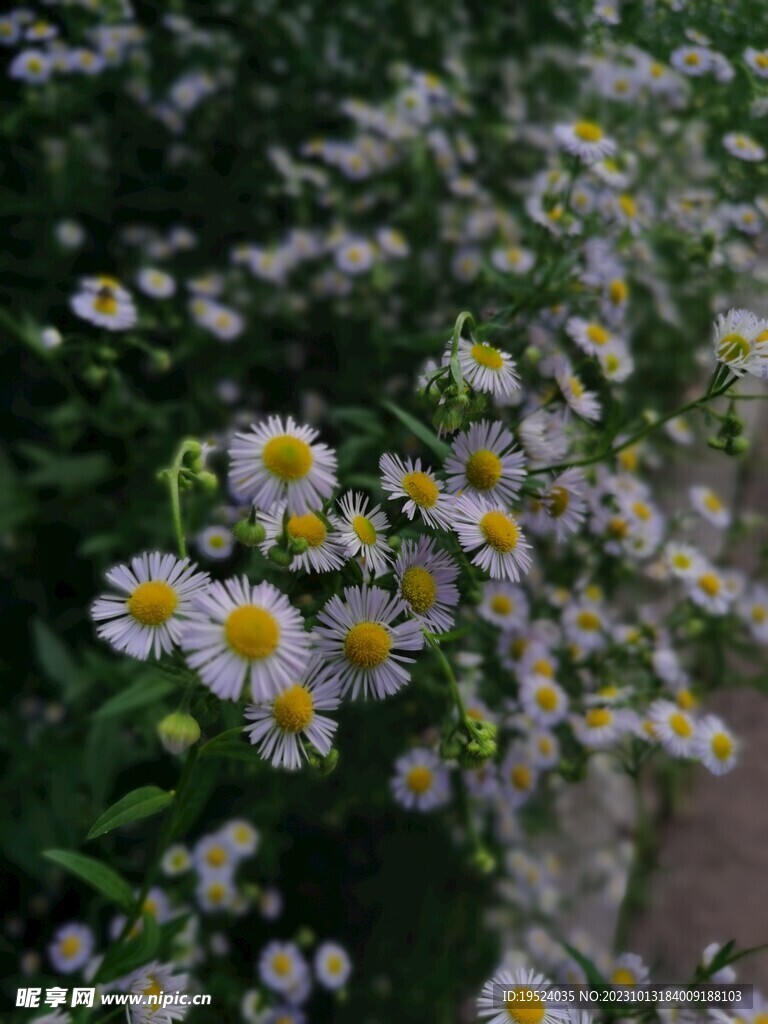 小雏菊