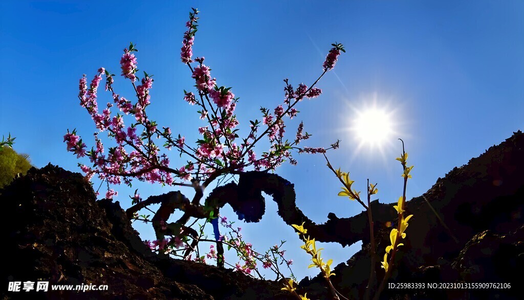 山坡上的桃花