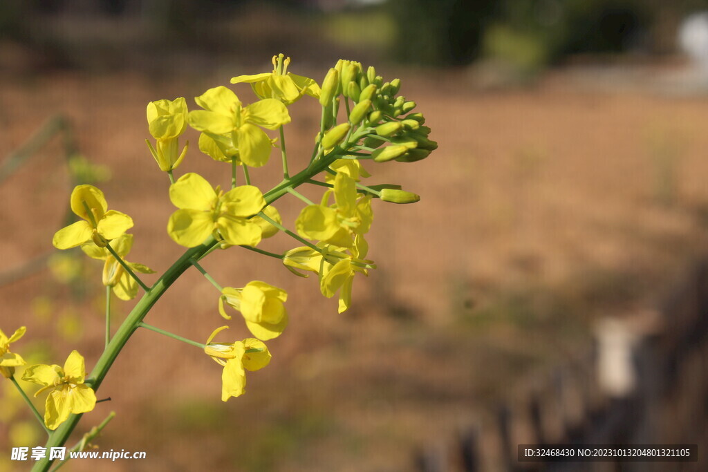 一朵油菜花